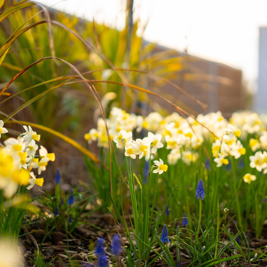 Urban Biotope: Lightweight landscaping, uncompromised impact