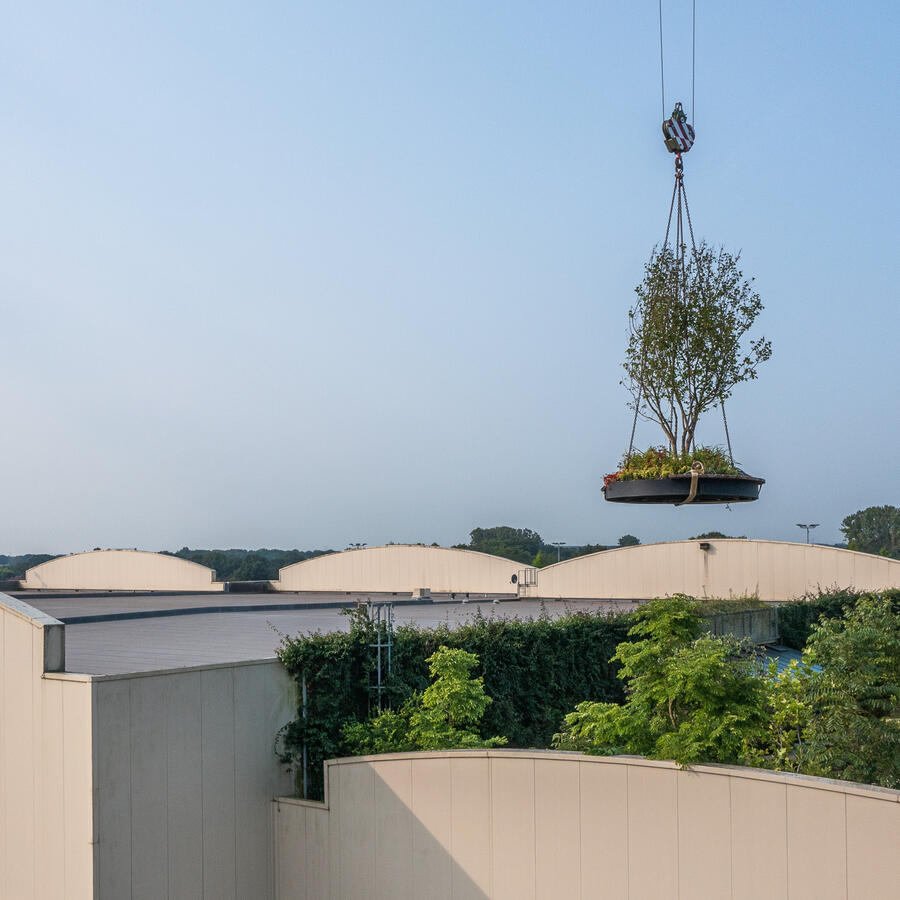 INSPYRIUM, CUIJK: Urban Trees on an award winning rooftop garden