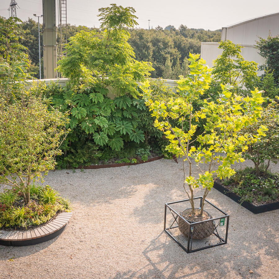 INSPYRIUM, CUIJK: Urban Trees on an award winning rooftop garden